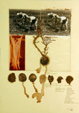 Herbarium</b >
Erdäpfelklauben,
1979 50 x 35,5 cm 